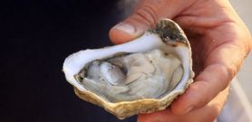 oyster tasting u00a9 loic kersuzan - CRTB morbihan tourisme