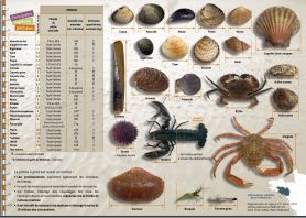 parc naturel regional du golfe du morbihan - shore fishing