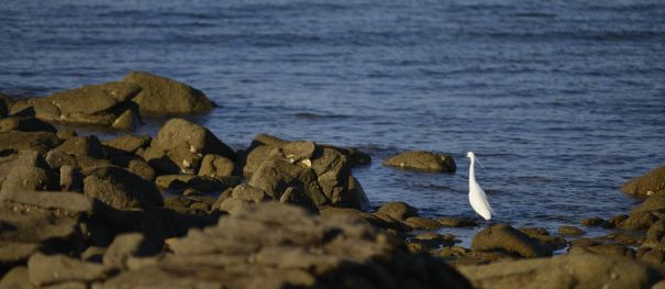 Nature outings between marshes, stars and ocean